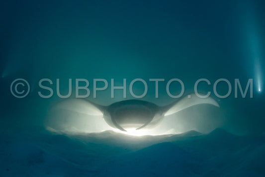 Manta ray at night in the Maldives