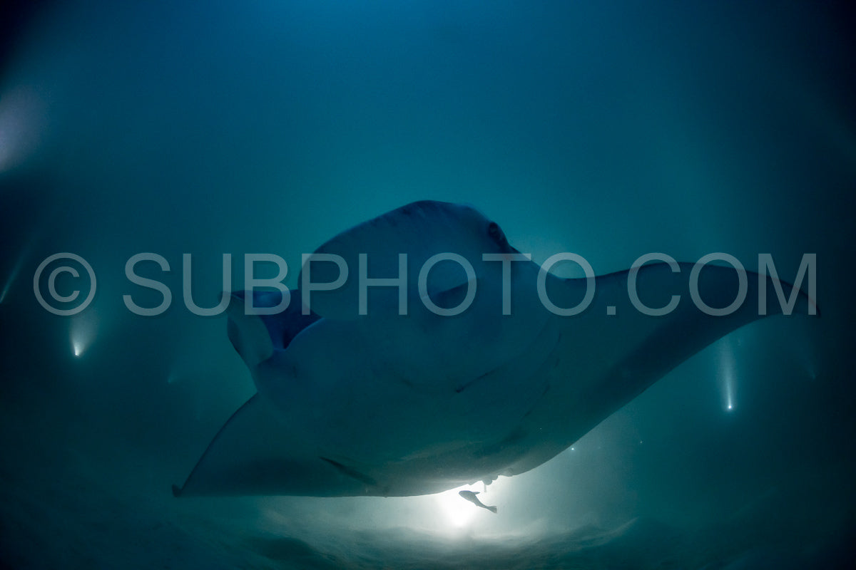 Manta ray at night in the Maldives