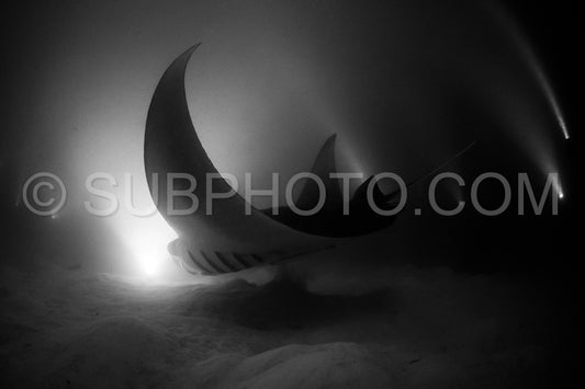 Manta ray at night in the Maldives