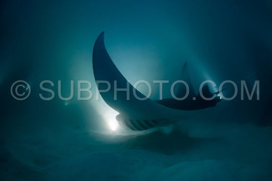 Manta ray at night in the Maldives