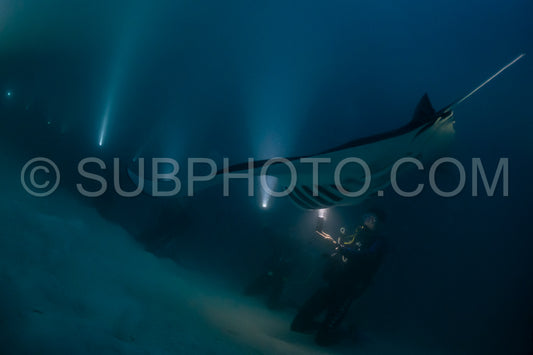 Manta ray at night in the Maldives