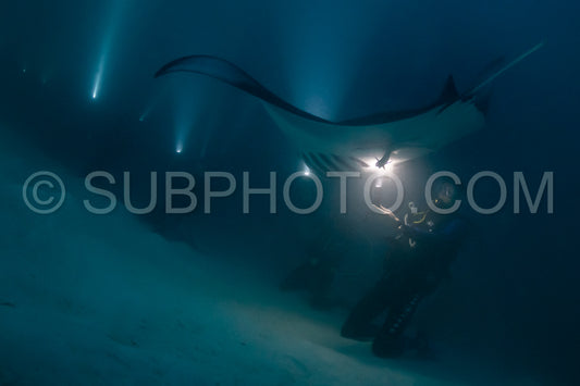 Manta ray at night in the Maldives