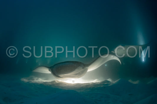 Manta ray at night in the Maldives