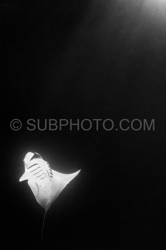 Manta ray at night in the Maldives
