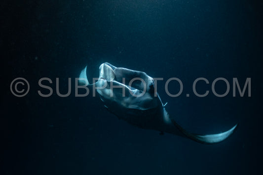 Manta ray at night in the Maldives