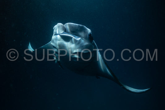 Manta ray at night in the Maldives