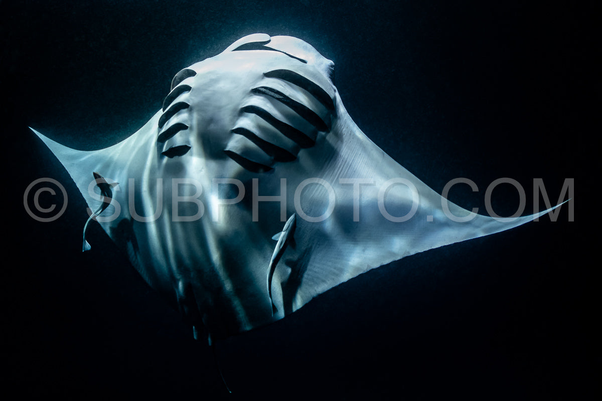 Photo de Raie manta de nuit aux Maldives