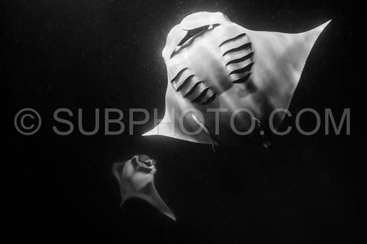 Manta ray at night in the Maldives
