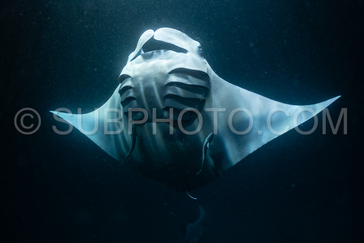 Manta ray at night in the Maldives