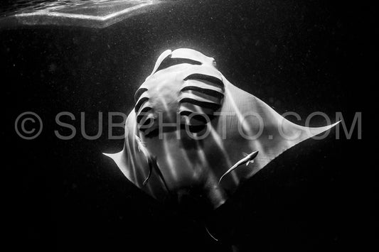 Manta ray at night in the Maldives