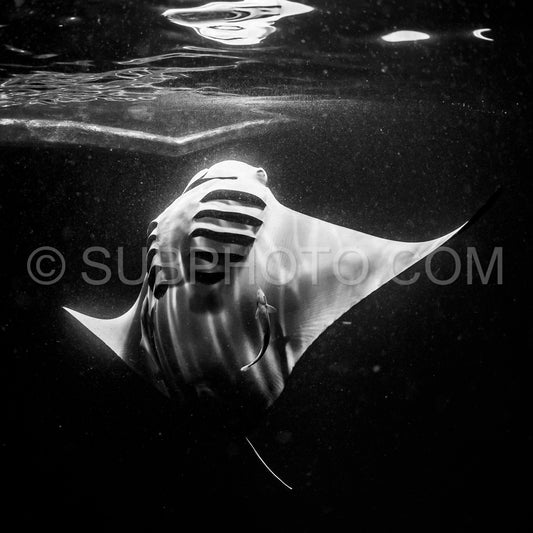 Manta ray at night in the Maldives