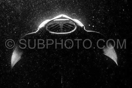 Manta ray at night in the Maldives