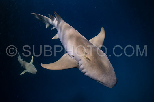 Manta ray at night in the Maldives