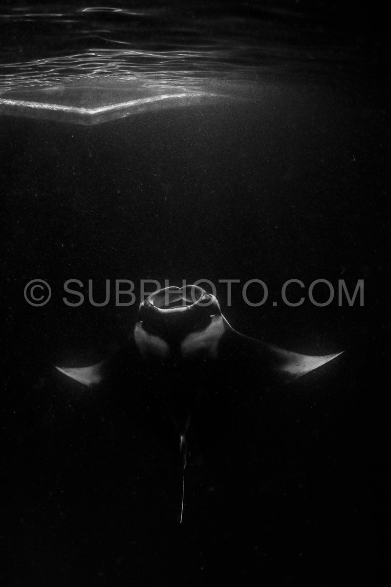 Manta ray at night in the Maldives