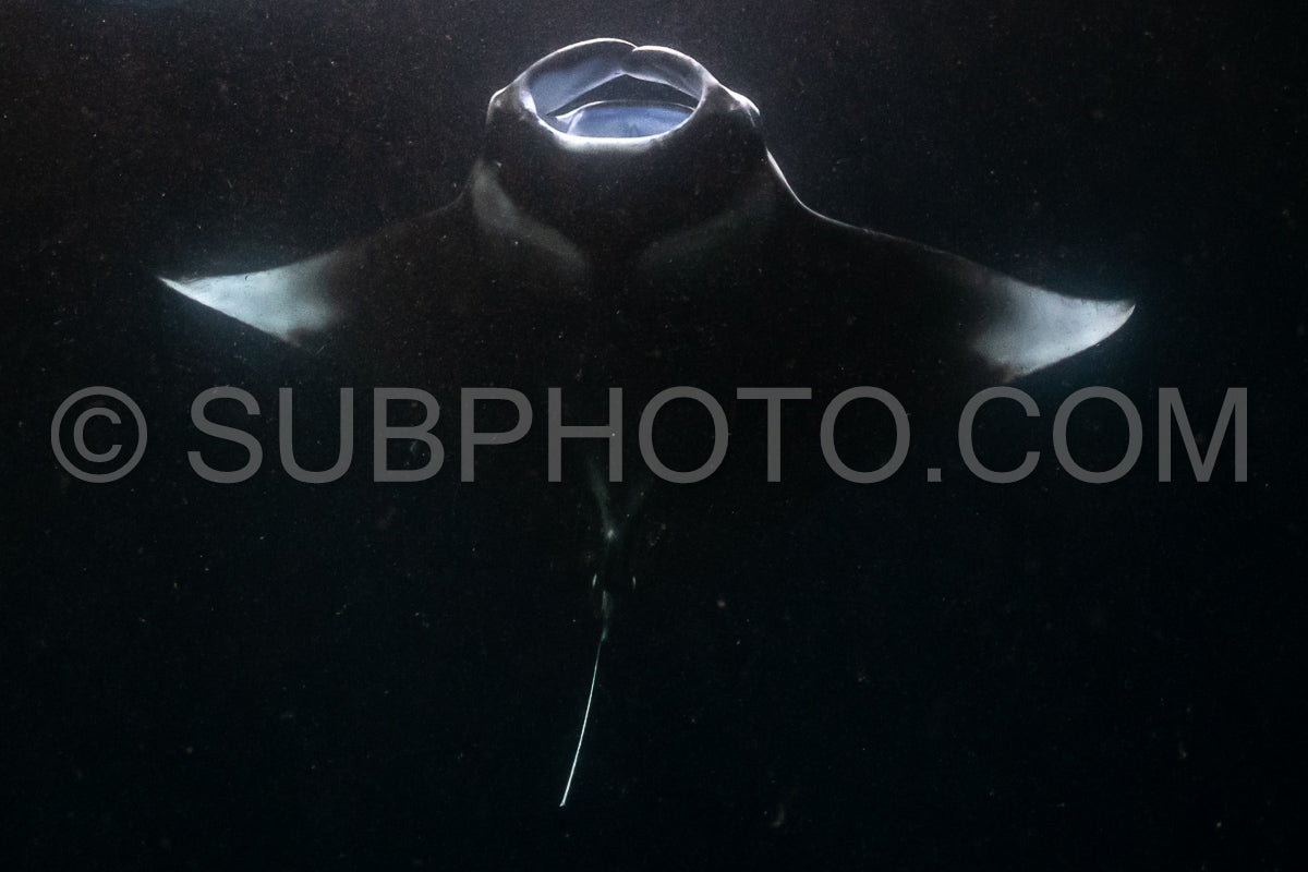 Manta ray at night in the Maldives