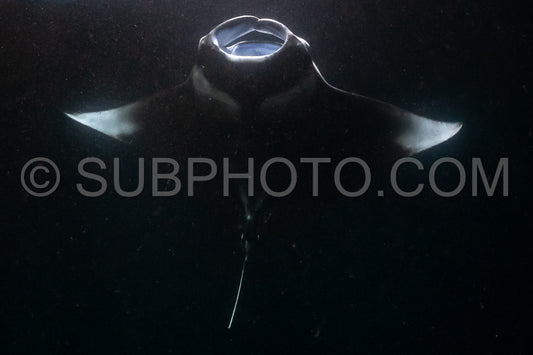 Manta ray at night in the Maldives