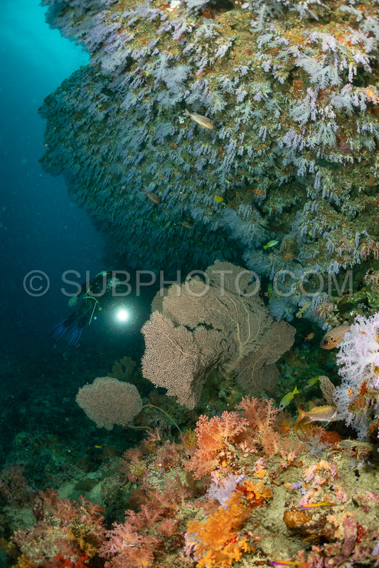 woman diver visiting a coral reef with gorgonian or sea fan