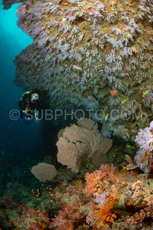 woman diver visiting a coral reef with gorgonian or sea fan