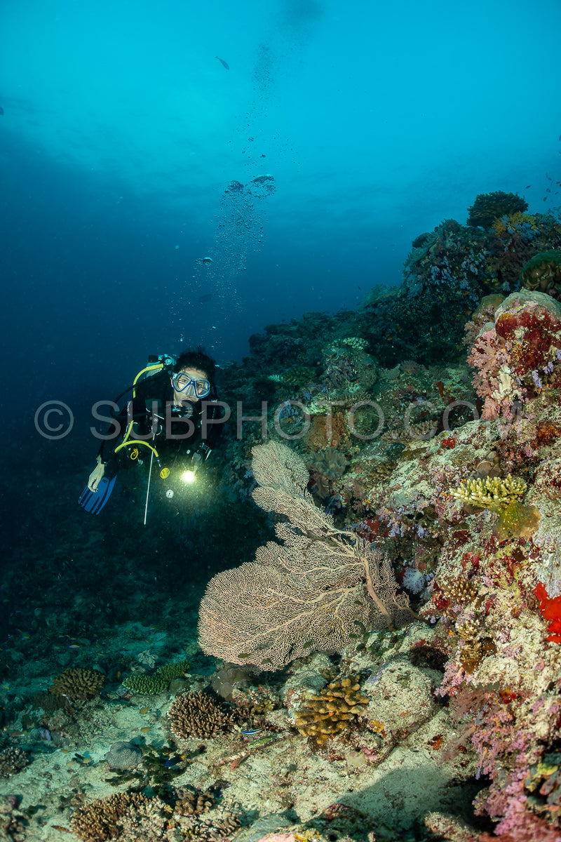 woman diver visiting a coral reef with gorgonian or sea fan