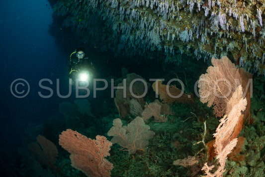 woman diver visiting a coral reef with gorgonian or sea fan