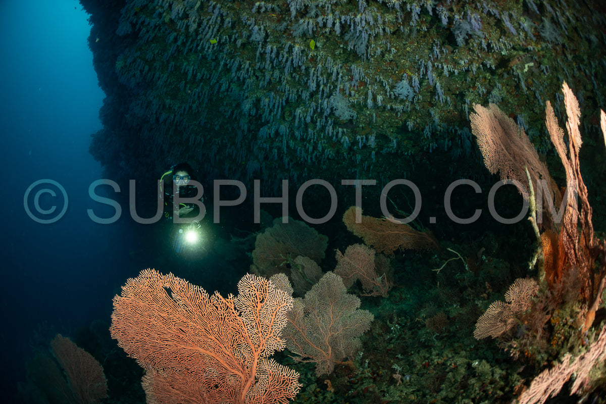 woman diver visiting a coral reef with gorgonian or sea fan