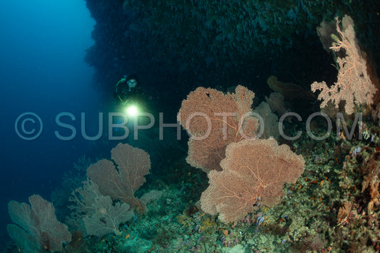 woman diver visiting a coral reef with gorgonian or sea fan