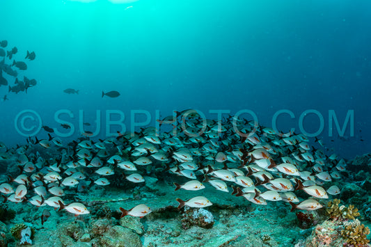 Photo de banc de vivaneaux à bosse