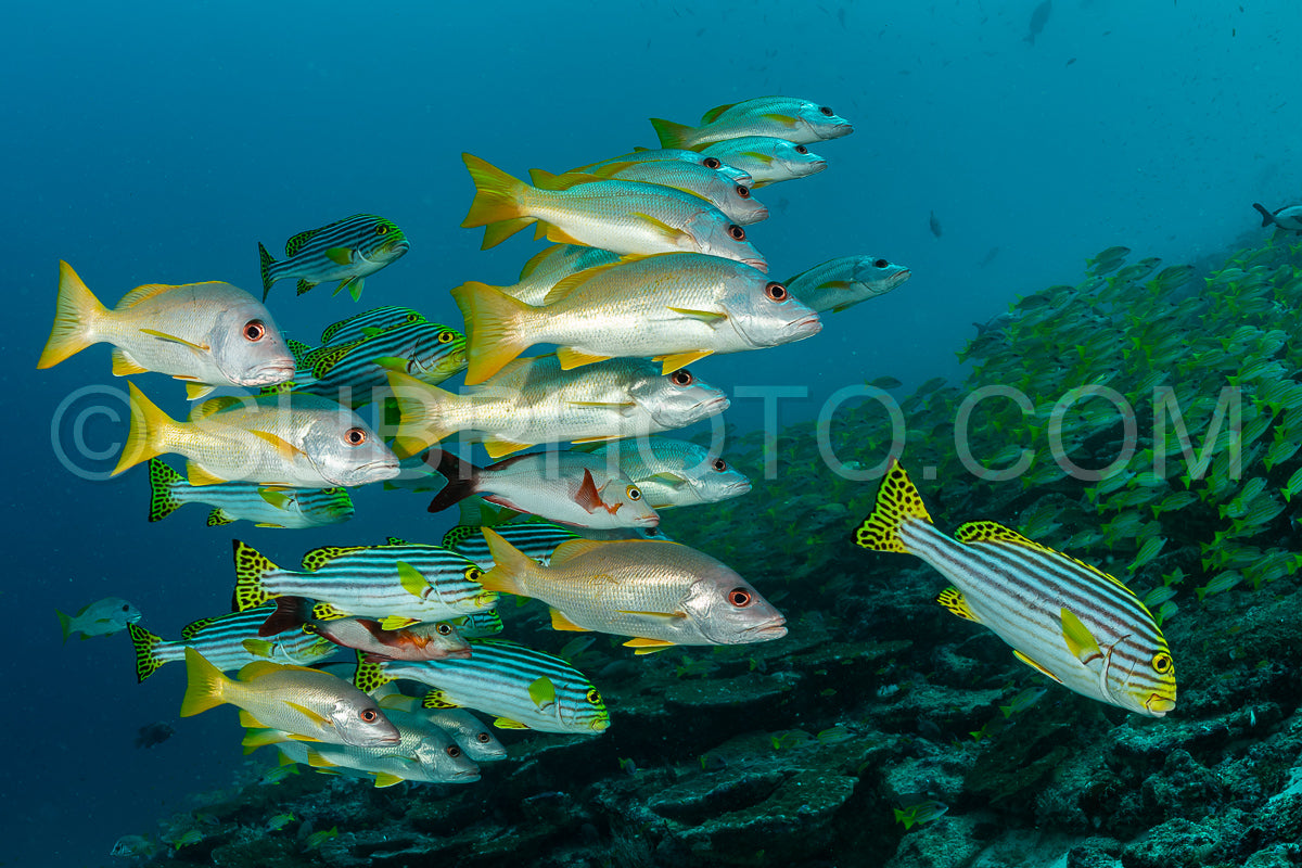 Photo de banc de gaterins bagnards
