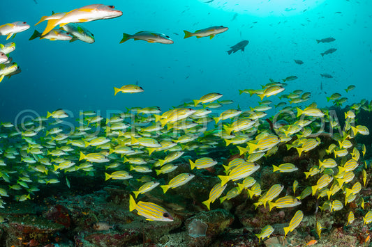 Photo de Banc de vivaneaux à bandes bleues