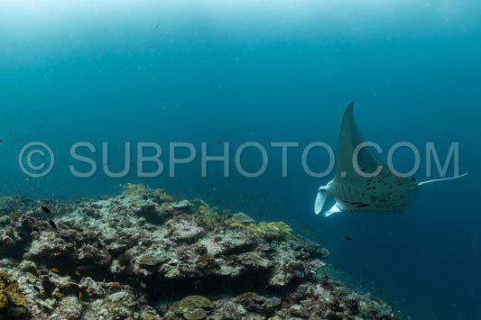 Manta ray rays flying around a cleaning station in the Maldives