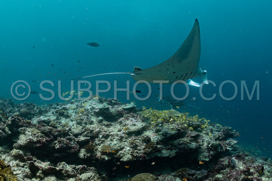 Manta ray rays flying around a cleaning station in the Maldives