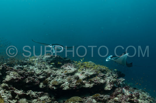 Manta ray rays flying around a cleaning station in the Maldives