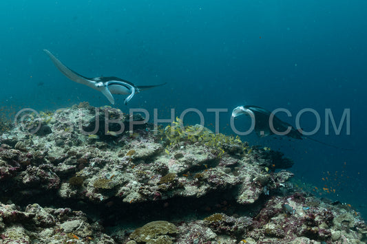 Manta ray rays flying around a cleaning station in the Maldives