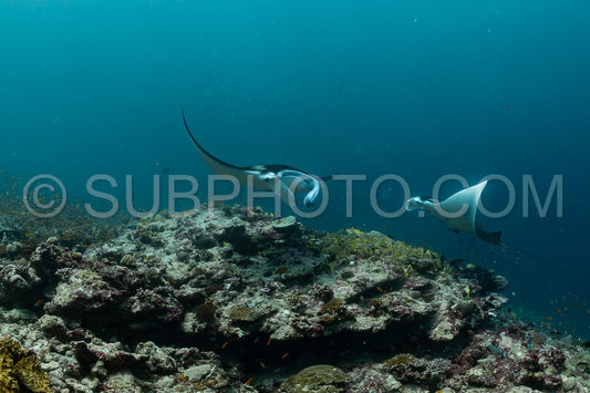 Manta ray rays flying around a cleaning station in the Maldives