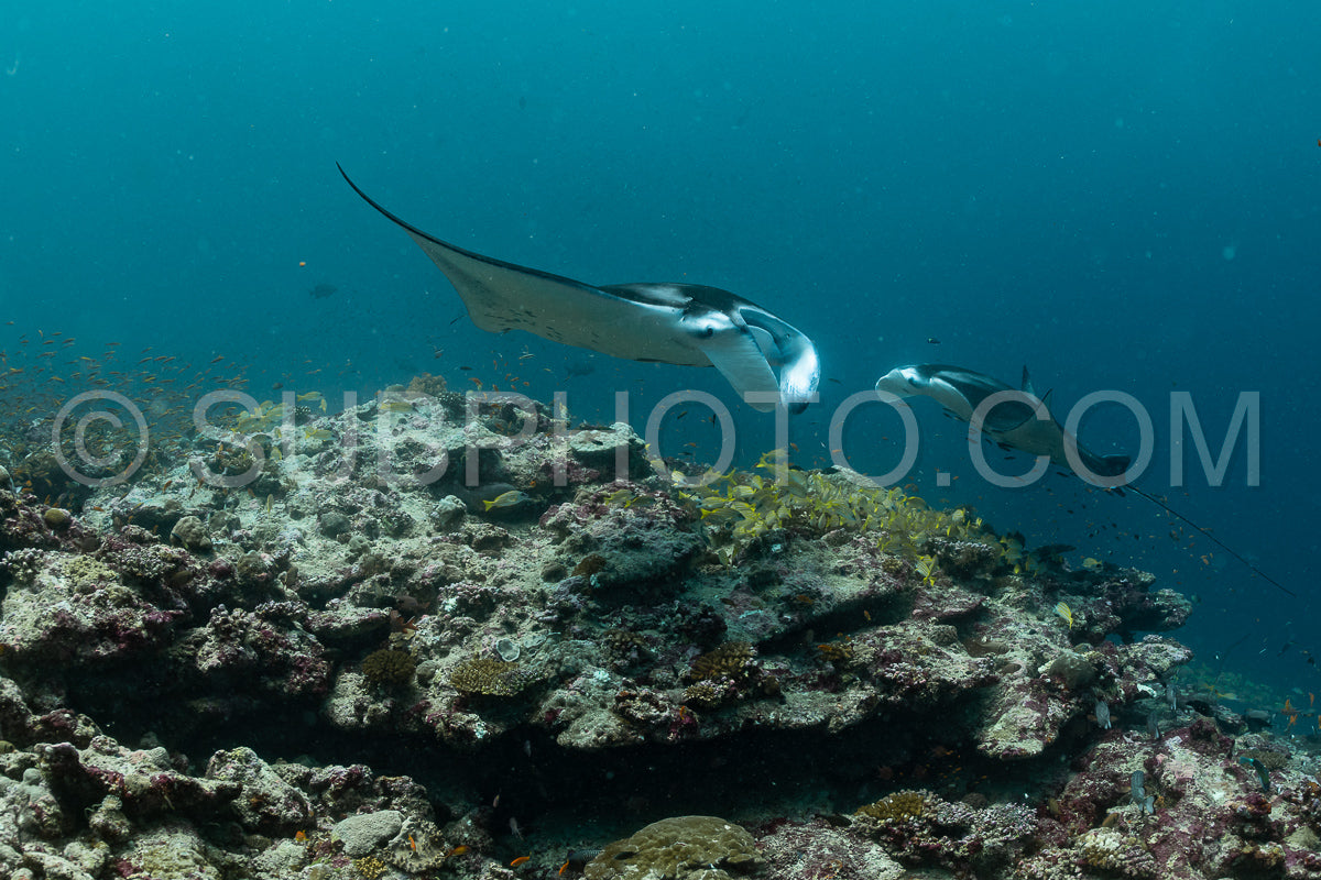 Manta ray rays flying around a cleaning station in the Maldives