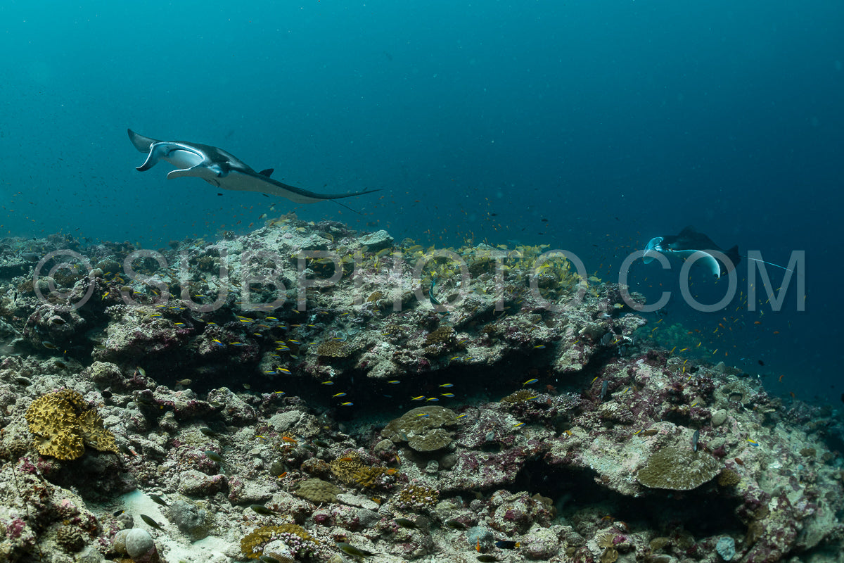 Manta ray rays flying around a cleaning station in the Maldives