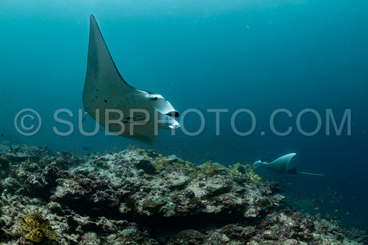 Manta ray rays flying around a cleaning station in the Maldives