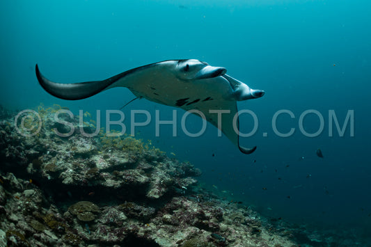 Manta ray rays flying around a cleaning station in the Maldives