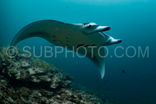 Manta ray rays flying around a cleaning station in the Maldives