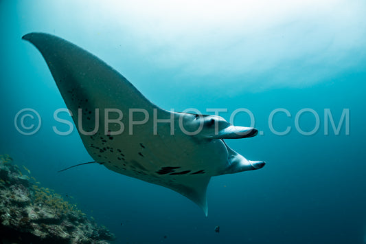 Manta ray rays flying around a cleaning station in the Maldives