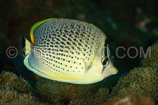 spotted butterflyfish