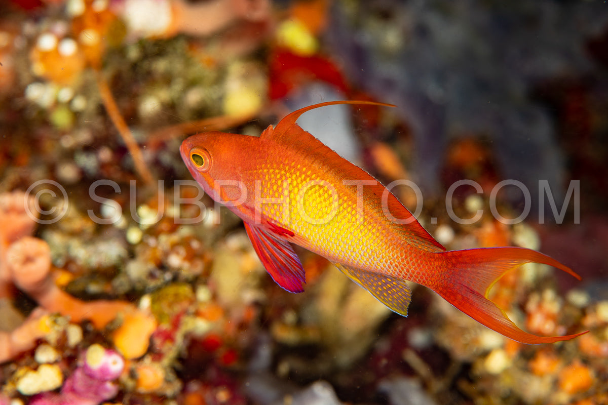 lyretail anthias