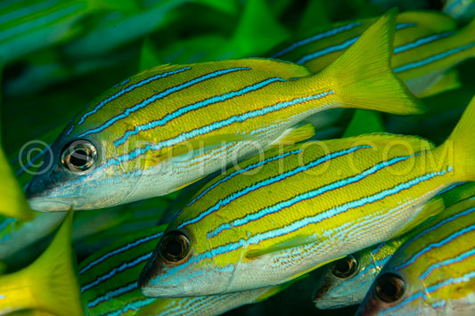 Photo de Banc de vivaneaux avec un plongeur