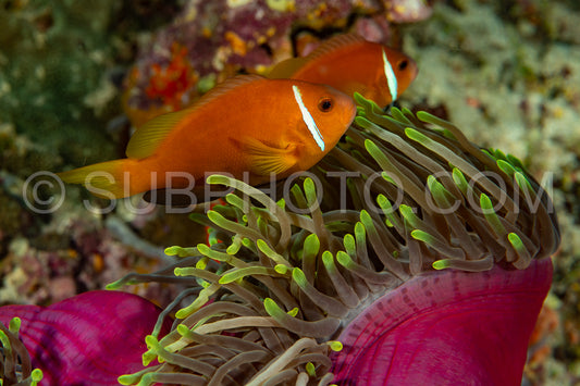 tomato anemonefish