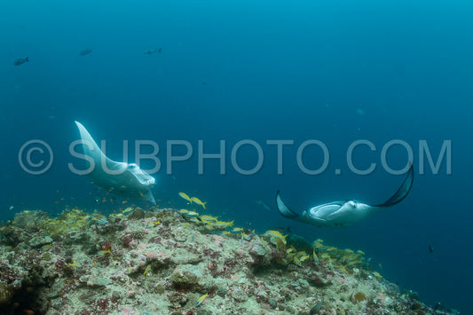 Manta ray rays flying around a cleaning station in the Maldives