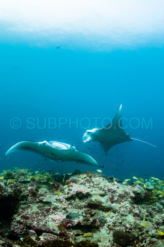 Manta ray rays flying around a cleaning station in the Maldives