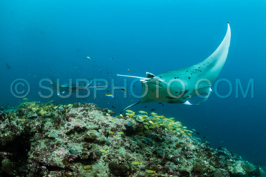 Manta ray rays flying around a cleaning station in the Maldives