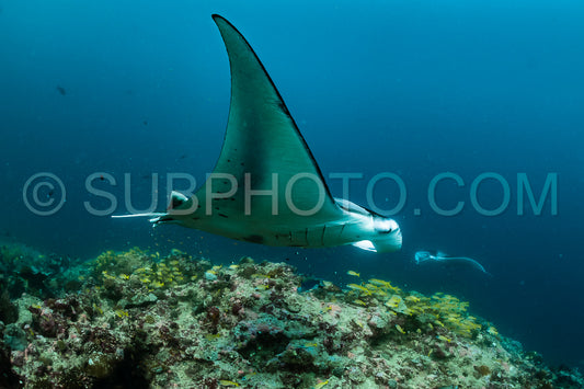 Manta ray rays flying around a cleaning station in the Maldives