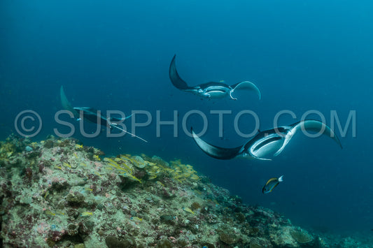 Manta ray rays flying around a cleaning station in the Maldives