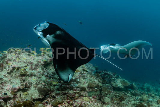 Manta ray rays flying around a cleaning station in the Maldives